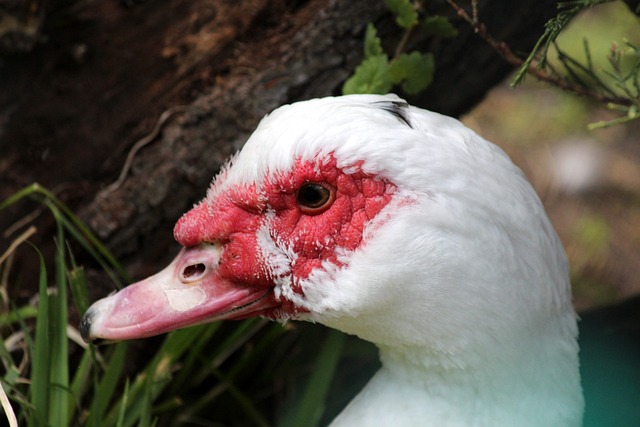 山东泰山青训储备强大，新星崛起.